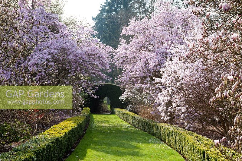 The Magnolia Garden in April at Arley Arboretum, Worcestershire