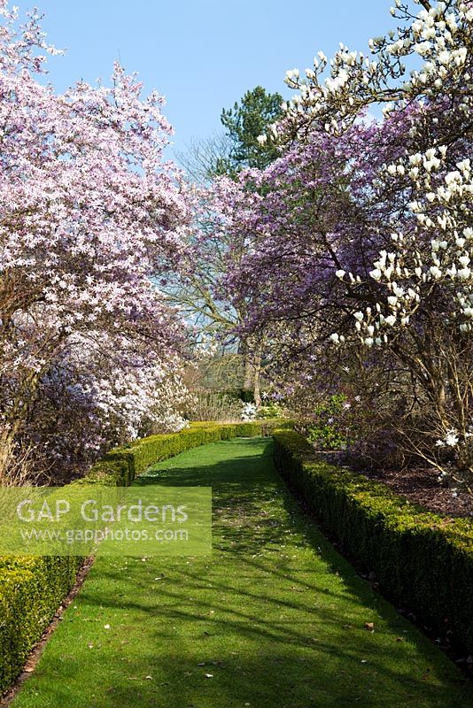 The Magnolia Garden in April at Arley Arboretum, Worcestershire
