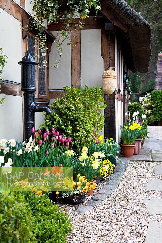 Tulips at Little Larford Cottage, Worcestershire - Gravel path leading to front of cottage