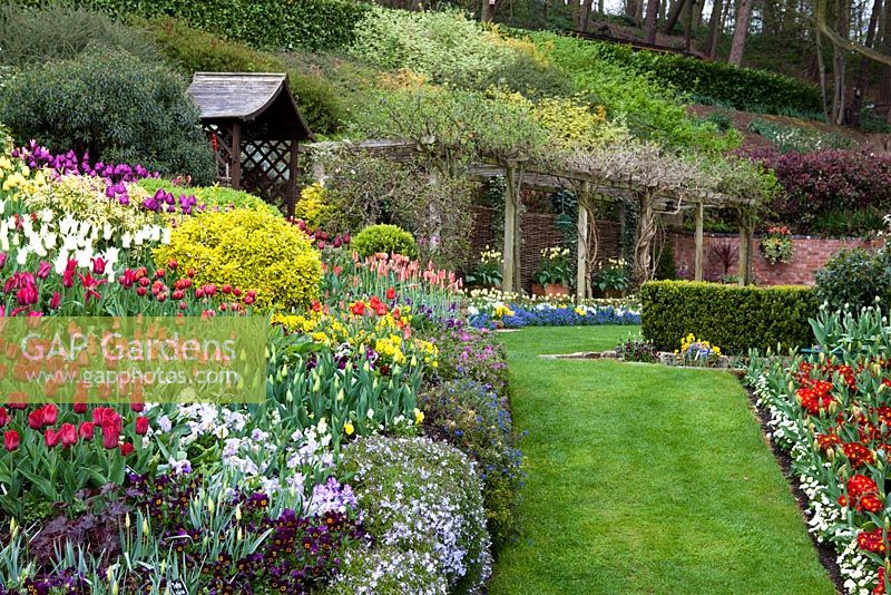 Tulips in borders with grass path leading to pergola and arbour at Little Larford Cottage, Worcestershire