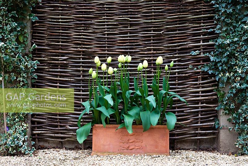 Tulips in terracotta trough with hazel hurdle fence and ivy at Little Larford Cottage, Worcestershire