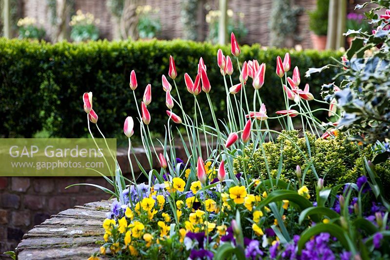 Tulipa 'Tinka' in raised bed at Little Larford Cottage, Worcestershire