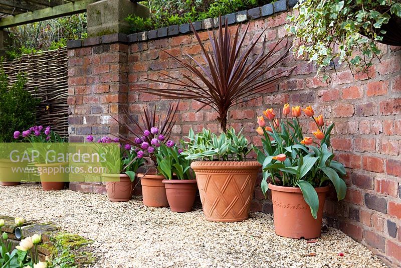 Tulips and Cordyline in pots at Little Larford Cottage, Worcestershire