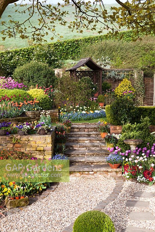 Tulips at Little Larford Cottage, Worcestershire - Gravel path and stone steps surrounded by borders