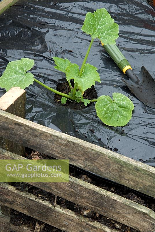 Black plastic sheet covering levelled compost in bay with courgette planted through hole
