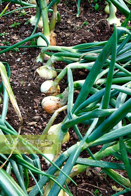 Allium 'Senshyu Yellow' onions from October sown sets and approaching harvest in mid June