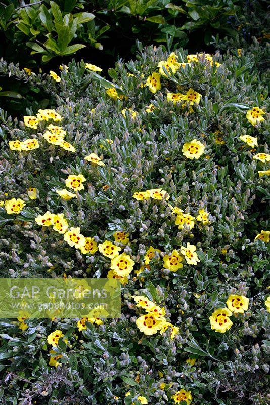 Halimium lasianthum subsp formosum 'Sandling'
