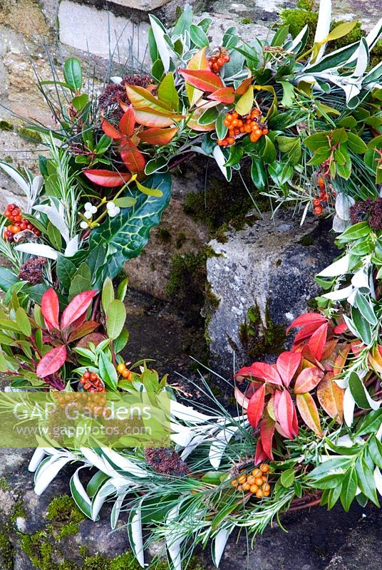 Christmas foliage wreath - Mistletoe, Trachelosperum jasminoides, Rosemary, Iris foetitissima, Sedum and Senecio