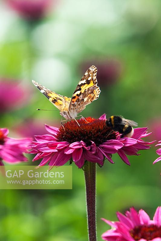 Vanessa cardui - Painted lady butterfly and Bumble bee on an Echinacea flower