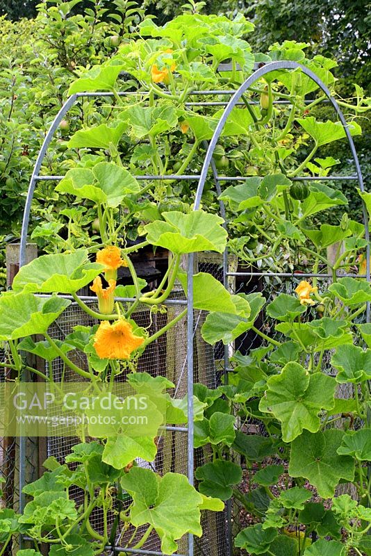 Cucurbita 'Black Forest' trained up a metal arch support frame