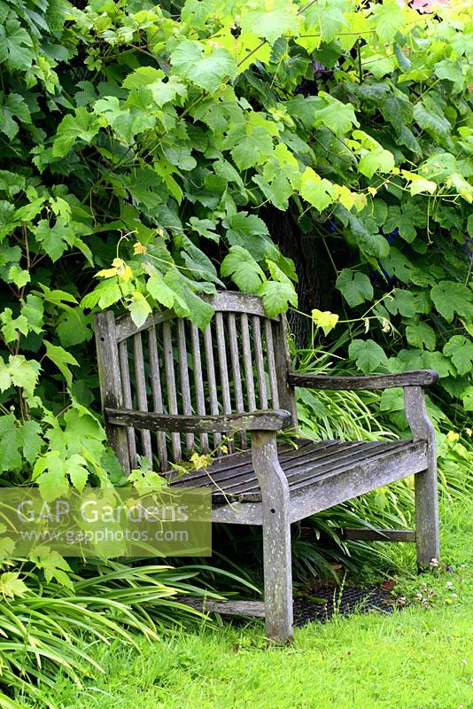 Wooden bench backed with Vitis vinifera - Grape vine in July
