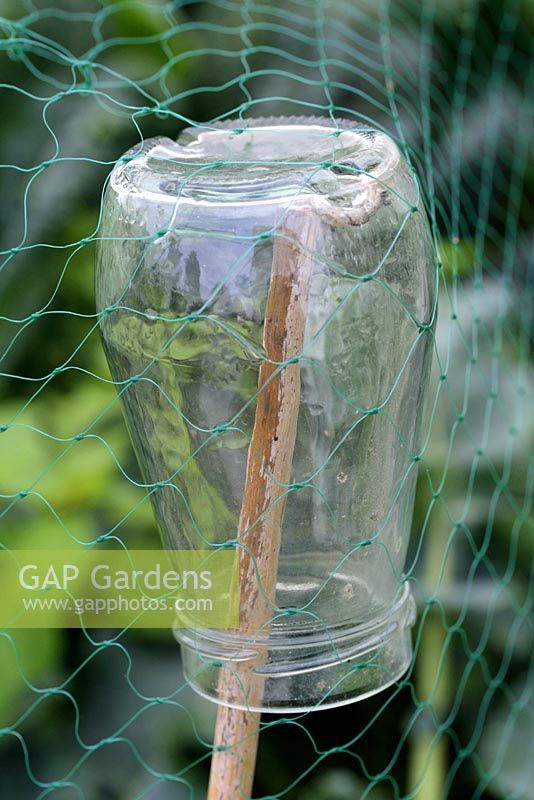 Recycled glass jam jar on bamboo cane with netting for pest control and plant protection