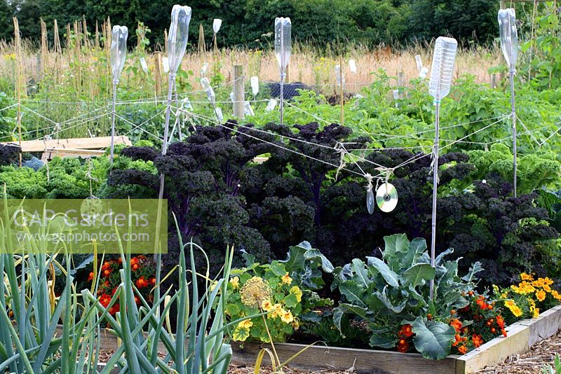 Organic pest control on allotment with recycled cds and plastic bottles on bamboo canes in bed of kale and other brassicas,  companion planting with Nasturtiums 