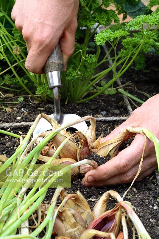 Allium cepa - Harvesting shallots in beds designed for square foot gardening