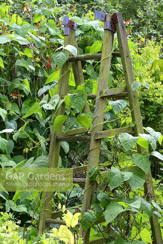 Climbing beans growing over a rustic recycled wooden ladder used as a wigwam