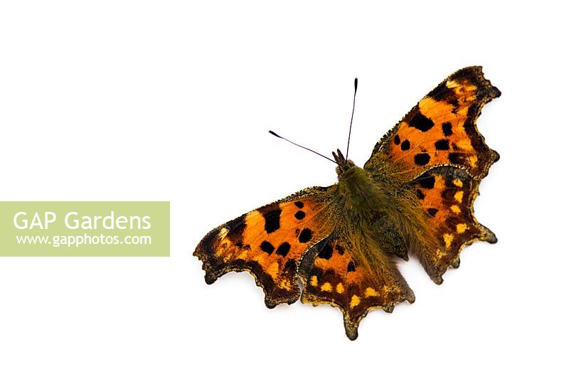 Polygonia c album - Comma butterfly 