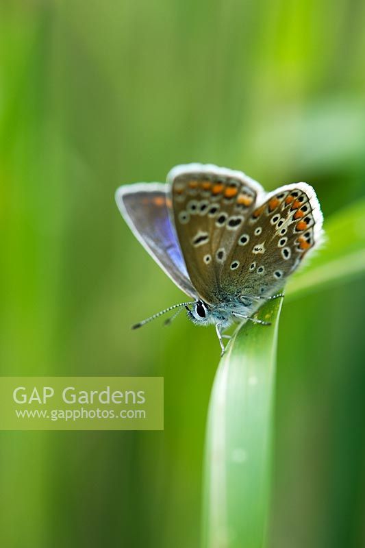 Polyommatus icarus - Common blue butterfly