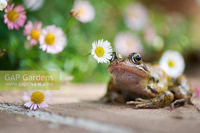 Rana temporaria - Common frog on a garden path amongst daisy flowers