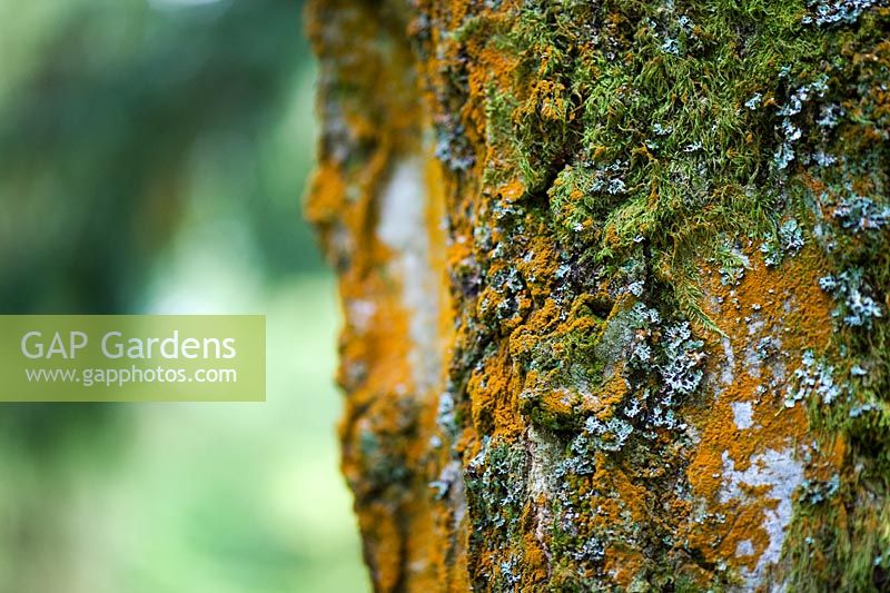 Betula pendula - Trentepohlia algae and lichen on a silver birch tree trunk