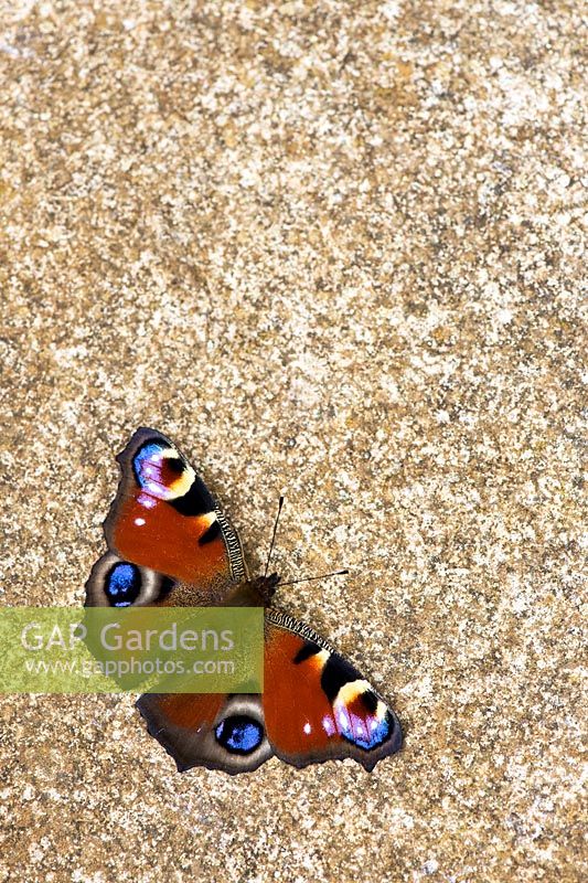 Inachis io - Peacock butterfly on a pathway