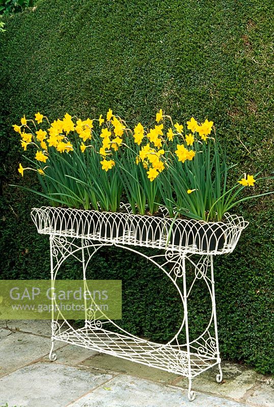 Narcissus in pots on ornate plant stand - Bickham House, Near Exeter, Devon