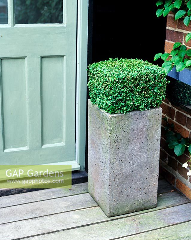 Square clipped topiary Buxus in tall container