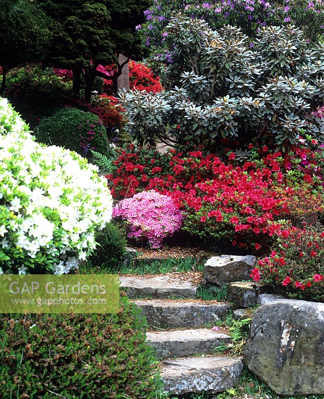 Steps with Azaleas in May - Leonardslee gardens
