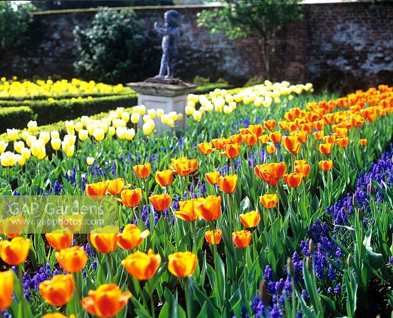 Formal garden with Tulipa 'Appledoorn Elite' and Muscari in April - Dunsborough Park, Surrey