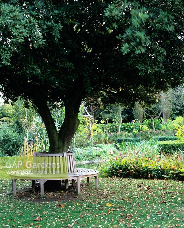 Circular bench under Holm Oak in October - The Salutation, Kent