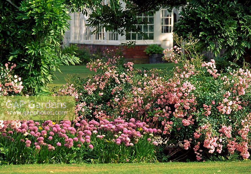Rosa 'The Fairy' at the side of path leading to the Fountain with Orangery in background - Glansevern Hall Gardens, Welshpool, Wales in July 