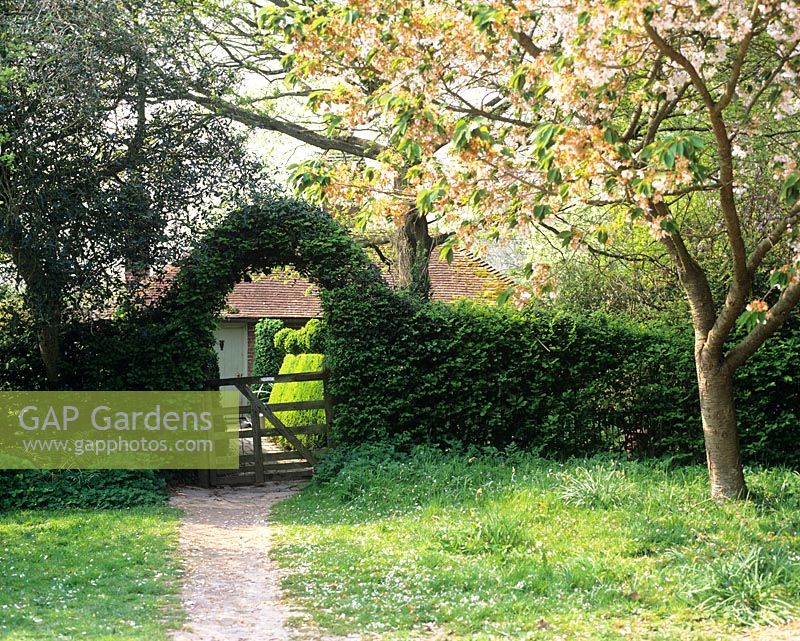 Entrance to the garden through hedge with arch and cherry tree - Charlotte Molesworth's garden, Kent