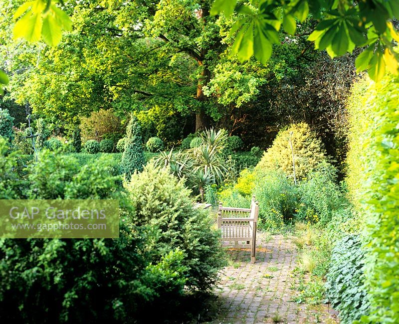 Bench in paved area, plants chosen for foliage and view to hedge with topiary balls - Charlotte Molesworth's garden, Kent