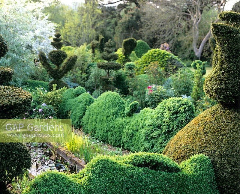 Small formal pond surrounded by topiary - Charlotte Molesworth's garden, Kent
