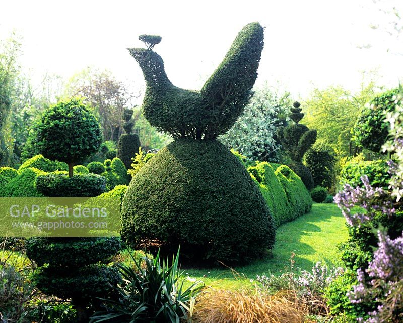 Topiary peacock in topiary garden - Charlotte Molesworth's garden, Kent