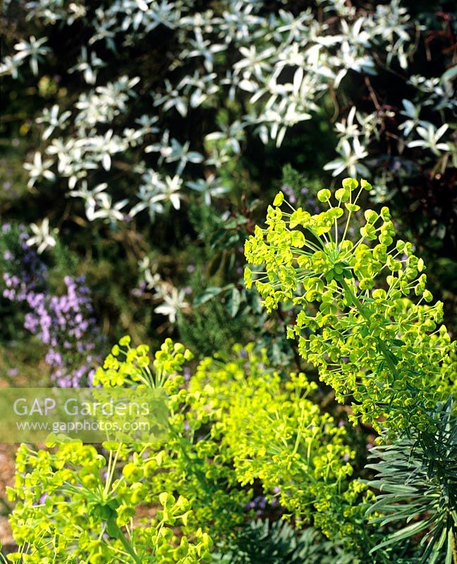 Euphorbia characias subsp. wulfenii 'Lambrook Gold' - Charlotte Molesworth's garden, Kent
