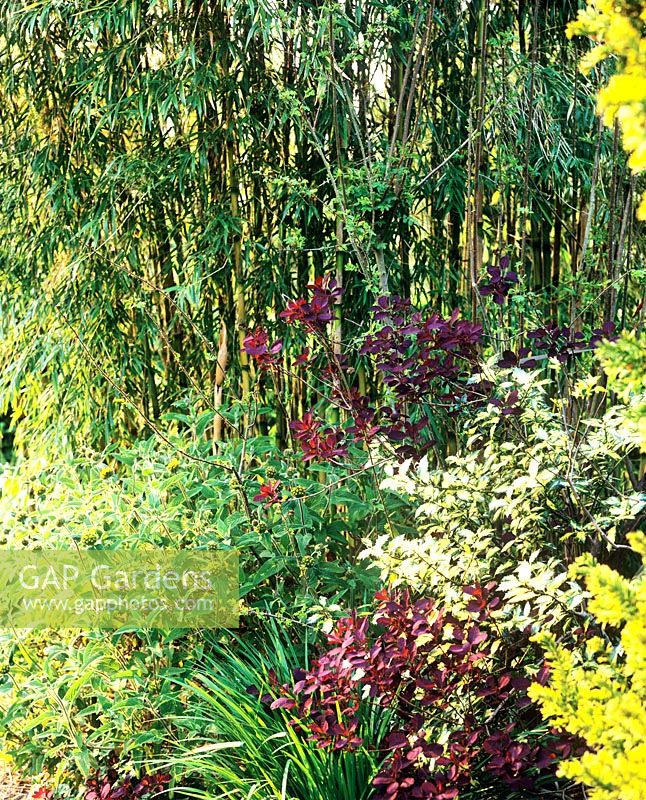 Bamboo and shrubs - Charlotte Molesworth's garden, Kent