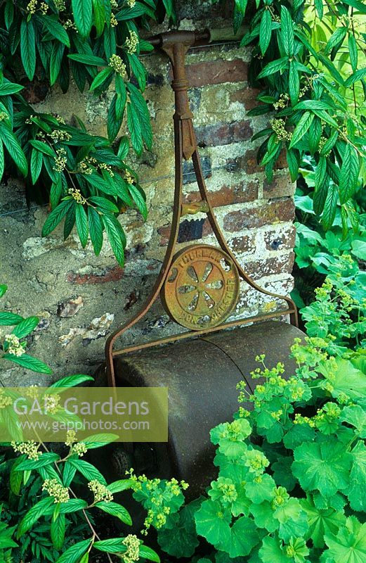 Old lawn roller against brick wall with Alchemilla mollis and Cotoneaster foliage - Cerne Abbas, Dorset