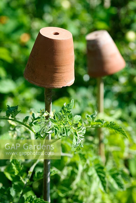 Terracotta pots on top of canes supporting tomato plants