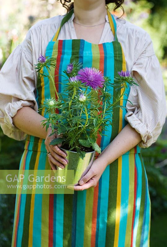 Woman in stripy gardening apron carrying Aster in zinc pot