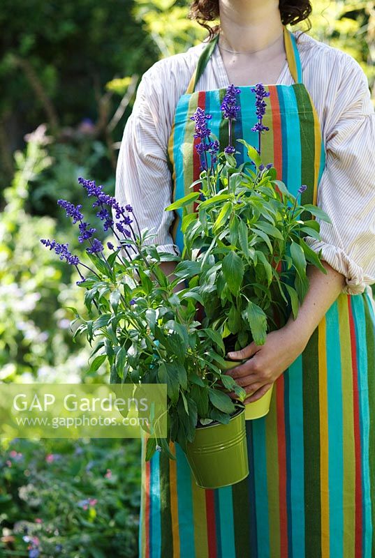 Woman in stripy gardening apron carrying Salvia plants