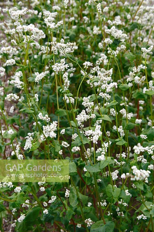 Fagopyrum esculenyum - Buckwheat