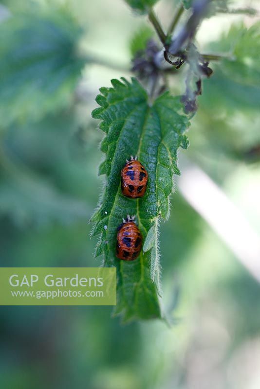 Coccinella 7 punctata - Seven spot ladybird pupae a on nettle leaf