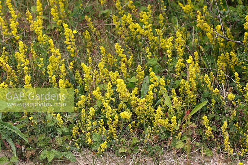 Galium verum - Ladies bedstraw in flower on heathland
