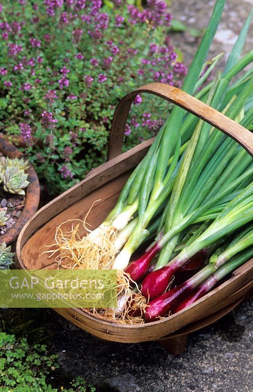 Trug of freshly harvested spring onions 'Deep Purple' and 'White Lisbon' 