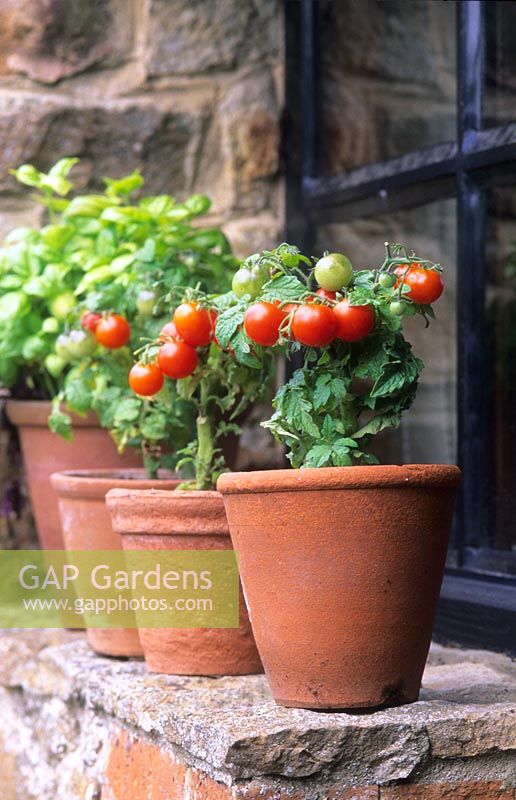 Pots of miniature dwarf tomatoes 'Red Robin' on a windowsill