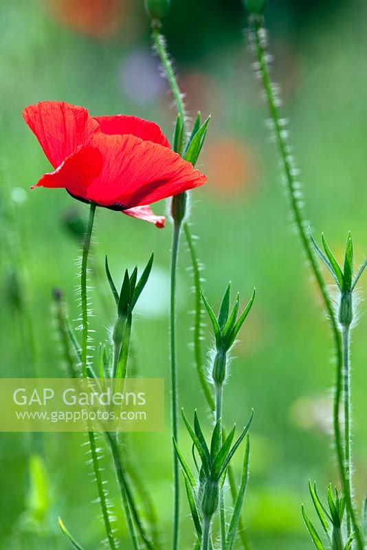 Papaver rhoeas - Common field poppy