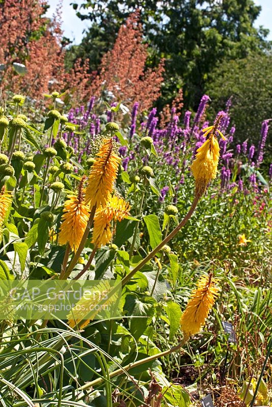 Kniphofia 'Bees Sunset' and Phlomis Russelliana in mixed border - Birmingham Botanical Gardens 