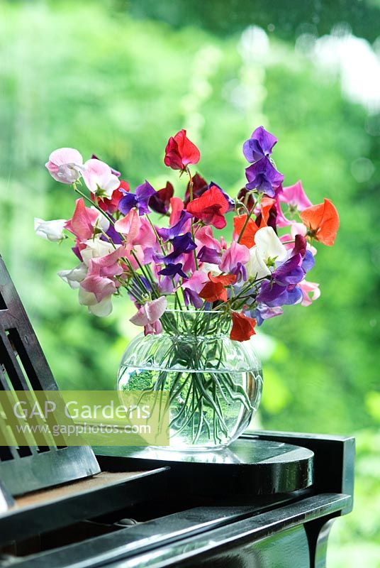 Old fashioned sweet peas in a glass vase on a piano