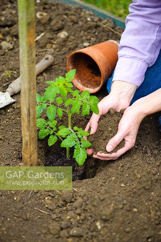 Step by step of preparing a vegetable bed for planting tomatoes - Planting young tomato plant next to stake