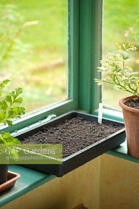 Step by step of sowing tomato seeds - Seed tray placed on window ledge